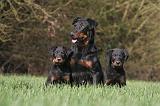 BEAUCERON - ADULTS and PUPPIES 064